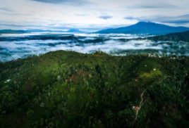 Who owns the world’s forests?