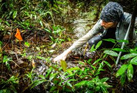 Our planet’s peatlands: On the agenda at last?